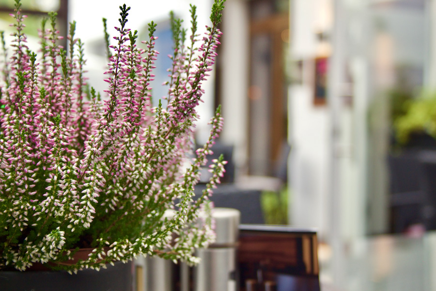 Auf einem Glastisch in einem hellen, verschwommenen Innenraum steht eine Vase mit rosa-weißen Heidekrautblüten – ein einladendes Detail, das jeden Veranstaltungsort aufwerten würde, sei es für eine Firmenfeier oder eine gemütliche Zusammenkunft mit Übernachtungsmöglichkeiten.